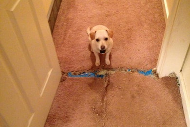 Pet Damaged Carpet Repair