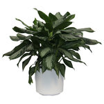 Scape Supply - Live 3' Aglaonema 'Silver Bay' Package, White - The Aglaonema has been a staple indoor tropical plant for the past 30 years.  It is a perfect plant for a living room or office design idea.  The professional interior landscaper has been using this plant in malls, banks, and hotels as a "go to" leafy green shrub or bush for years. The 'Silver Bay' varietal has a larger leaf with a broad pointy tip usually consisting of a light color variation within the leaf that give it a distinctly individual look.   They are hearty with the right amount of light and like most plants indoors, like being watered once a week.  This plant works well in lower light conditions and can even maintain its' look under fluorescent lighting..
