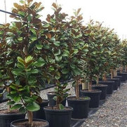 Green Leaf Nurseries's photo