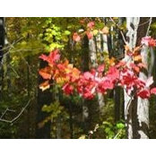 Patti Gjos's photo