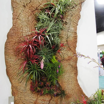 tillandsias.jpg