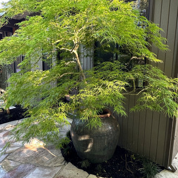 Davis Zen Backyard