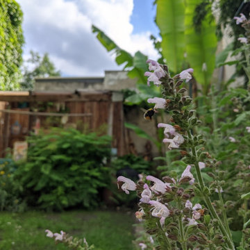 Le Jardin Sauvage