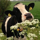 Kim Lohnes's photo