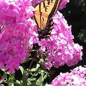 Kim Reisner's photo