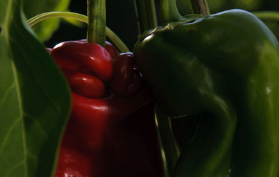 Summer Crops: How to Grow Peppers