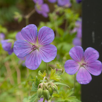 Great Plant Combinations