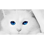 Ann Meyer's photo