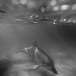 Magic Moments by Joel Coleman - Photographs