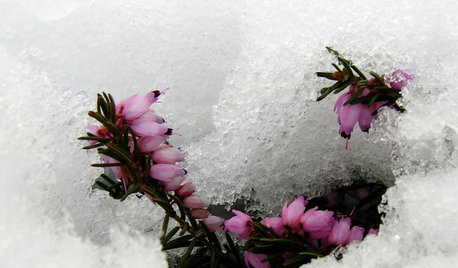 What Do I Need to Do in the Garden in January?