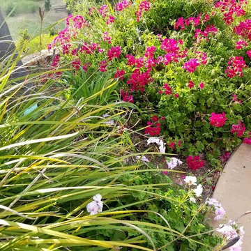 Garden and Plant Projects