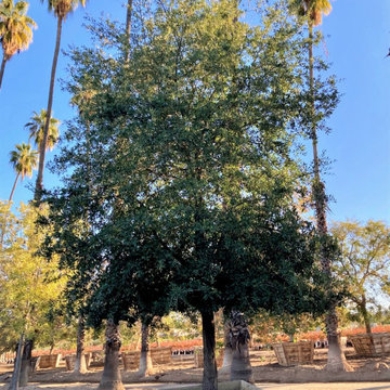 Big Specimen Trees