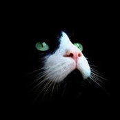 Susan Sackinger's photo