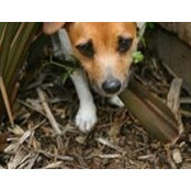 Amber The Dog's photo