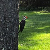 Sabrina Corneanus foto