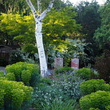 Lawn Replacement in a Challenging Environment