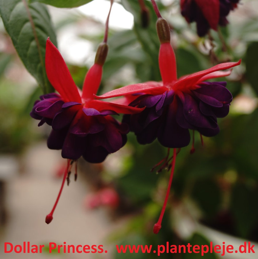 Fuchsia liste 2020 (her ses fotos af en mindre del af de fuchsia vi producere)