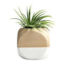 air plant