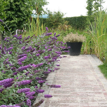 Lo & Behold® Butterfly Bush (Buddleia)