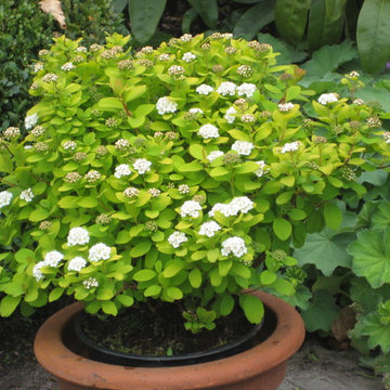Glow Girl™ Spirea