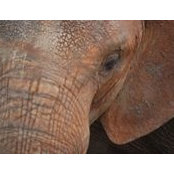 Foto di Shari Lifson