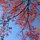 nledgewood