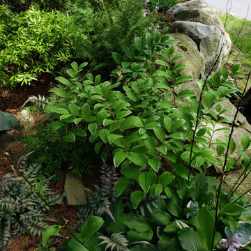 Design around existing trees