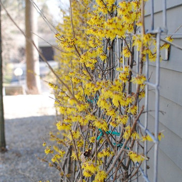 Espaliered witch hazel