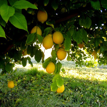 Citrus
