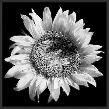 "Sunflower black and white", Decorative Wall Art, 41.75"x41.75"