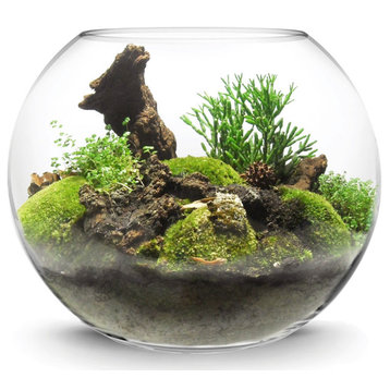 CYS Glass Bubble Bowl Vase, Fish Bowl Aquarium/Terrarium, Diameter-12", 2 Pieces