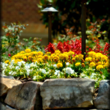Annual Beds