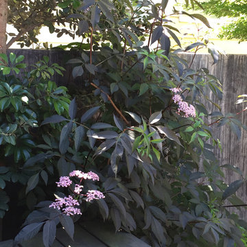 San Francisco Cottage