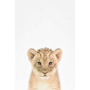 Baby Zebra Poster Print By Tai Prints Item Varpdxt557d Contemporary Prints And Posters By Posterazzi Houzz