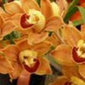 Donna Nguyen's photo
