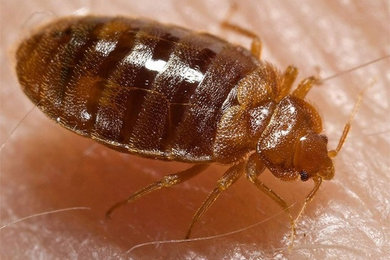 All Natural Bed Bug Treatment from All Green Janitorial Products