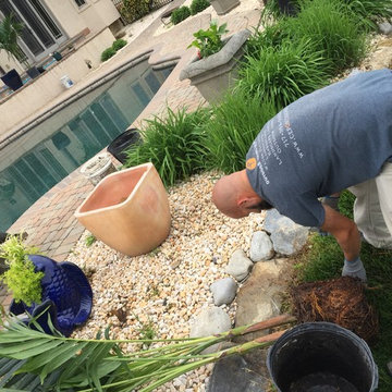 Seasonal Palm Tree Installation