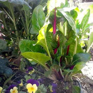 Winter Vegetable Garden