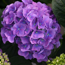 Cityline&reg; Rio Bigleaf Hydrangea - Plants
