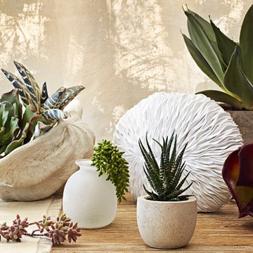 Succulent Savvy