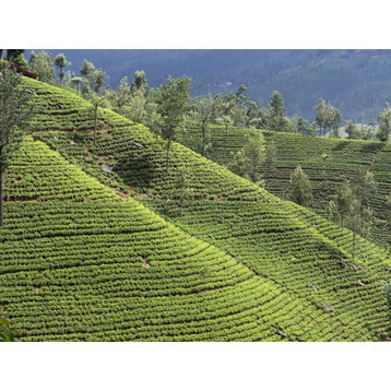 Tea Plants On Hillside Nuwara Eliya Central Province Sri Lanka Print