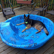 SUMMER DOG!!!!
