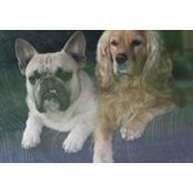 Lynne Priddle's photo