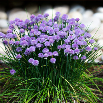 Chives at Red Barn, Red Brick