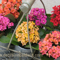 Chicweed - Outdoor Pots And Planters