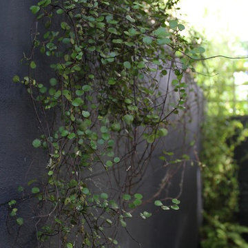 Islington Courtyard Garden