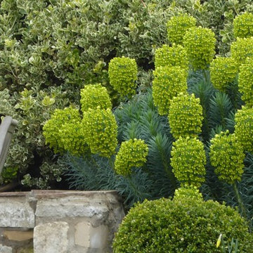 Euphorbia flanking the BBQ patio