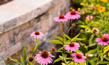 Native Plants