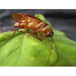 Pest Control Floreat - Home Improvement