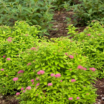 Double Play® Gold Spirea